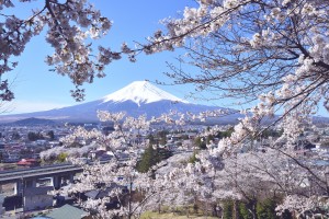 4月　富士吉田　新鞍浅間公園の桜と富士山